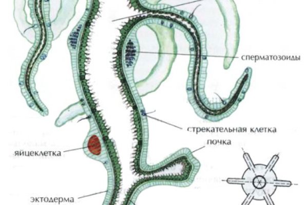 Кракен сайт тор ссылка