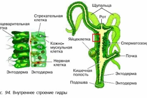 Кракен маркет тор