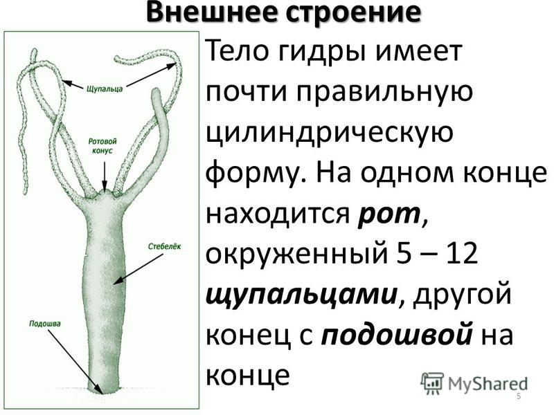 Как зарегистрироваться в кракен в россии